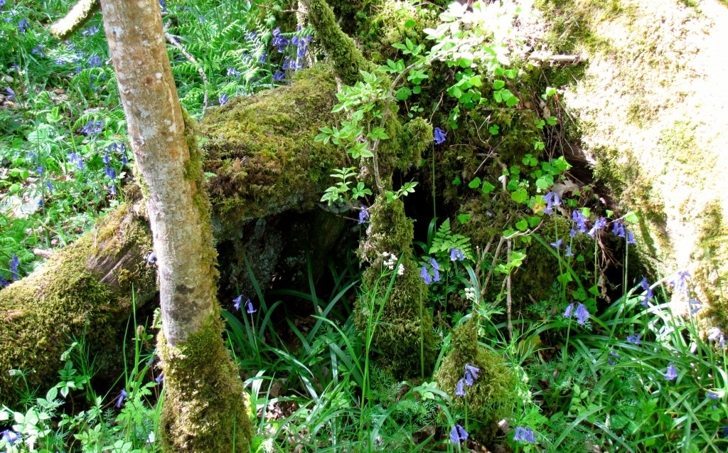 The forest was thick with bluebells and moss, as well as holly bushes. I wasn't able to get a very picture of the holly, but here's a lot of bluebells and moss.