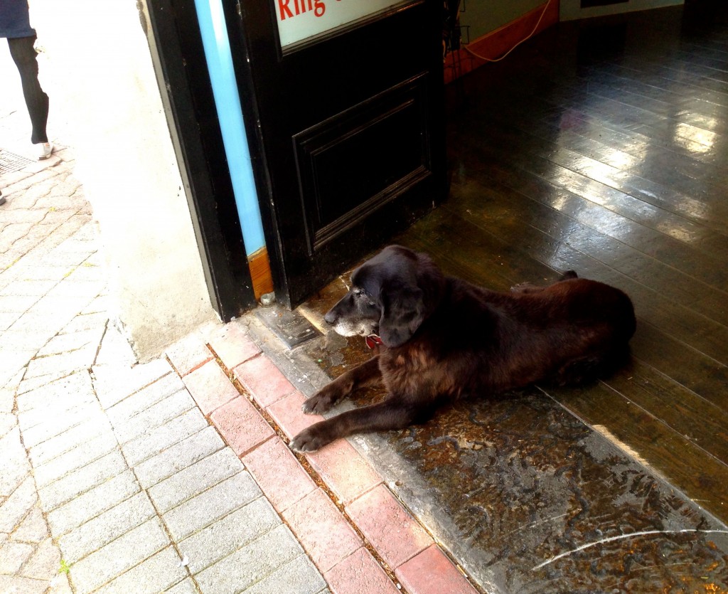 Boo Boo guards the door at the Deros offices. She's a very nice old dog.