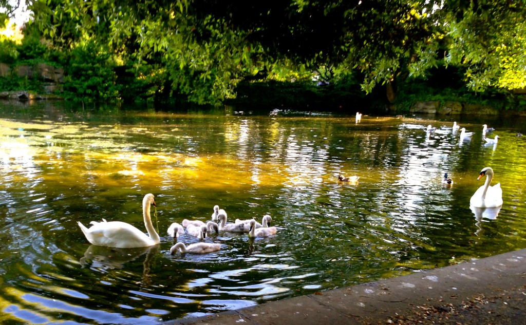 I was lamenting the other day that, instead of swans, the ponds in St. Stephen's Green were full of gulls. Walking home this evening, I passed the pool and saw not only swans, but cygnets, as well. I am relieved.