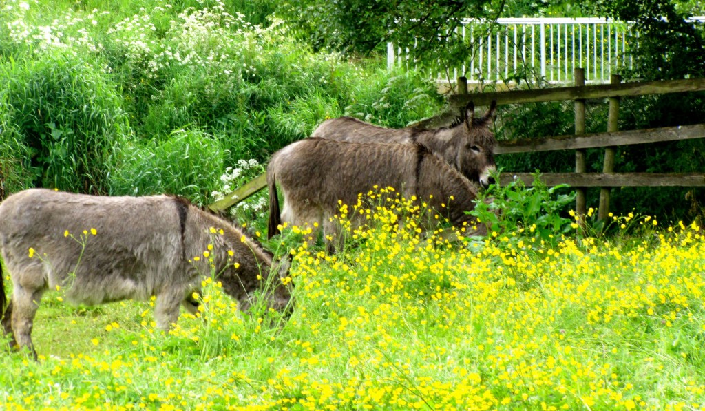 There were donkeys in a nearby field. Apparently, there's a donkey sanctuary nearby.