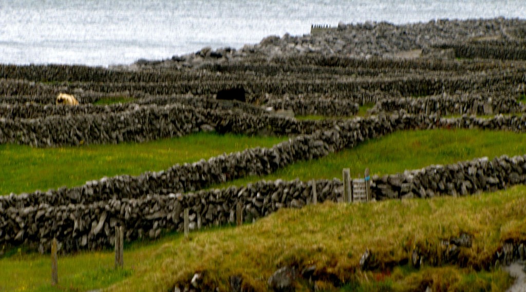 Much of the island is a maze of these stone fences, with narrow roads running between them.