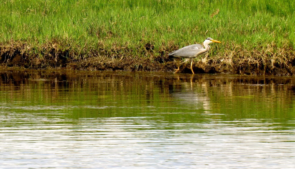 We saw a couple of swans, a couple of eagles, and a few herons along the way. According to the boatman, there would usually be more birds and other wildlife, but several years ago, someone in Waterville imported a bunch of minks to farm. When they inevitably escaped, they started breeding in the Kerry Mountains, and are a real problem for wildlife and sheep.