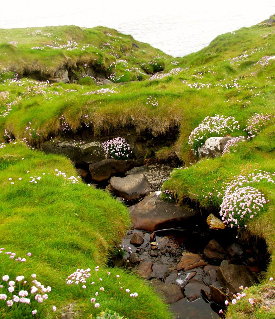 There were neat little streams running through the fields down towards the cliffs.