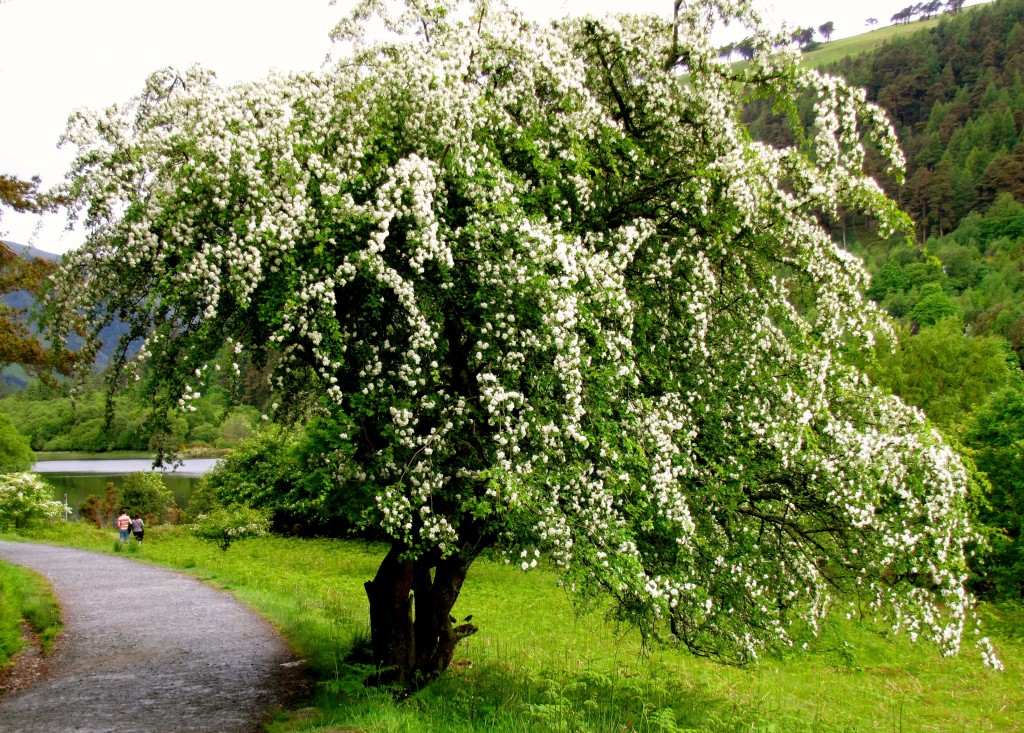 The trail up the valley is very picturesque, with the occasional whitethorn tree.