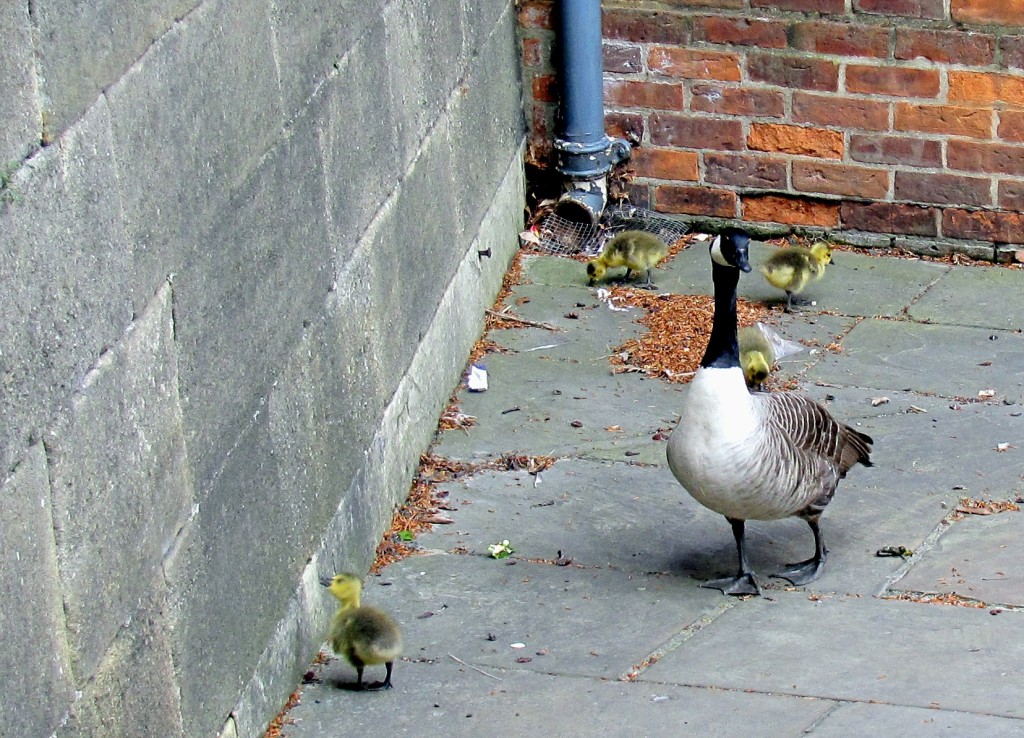 I did meet some other Canadians in the exercise yard, though. They very graciously did not attack me even though I would up between the parents and some of the goslings at some point.