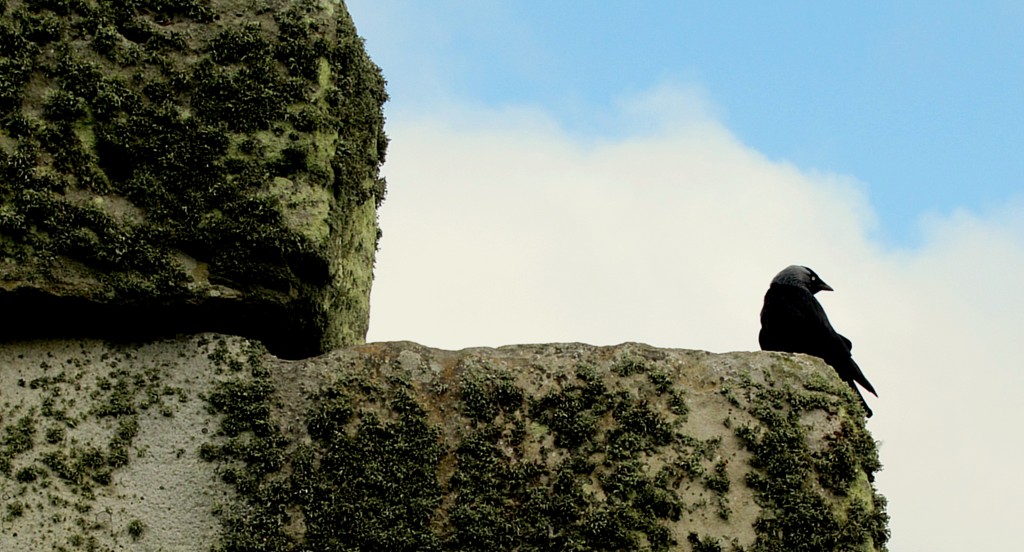 Flying all over the stones, perching here and there, where a number of black birds. They were too small for crows or ravens, so I asked one of the security guards what they were. They are jackdaws, relatives of the crows, ravens, rooks, but smaller.