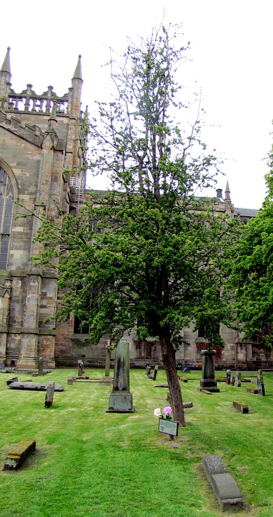 This is the grave of Mary Wallace, mother of William Wallace. Because William Wallace was quartered and his remains scattered, this is about the only site where there's a grave that's associated with him. It's an interesting grave - it's in the Christian abbey churchground, but has a number of pre-Christian features: it's got a mound, and is planted with a hawthorn tree, which is the tree of life.