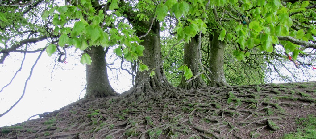 Along the trail, however, were these trees with very cool roots all tangled together like a bunch of snakes.