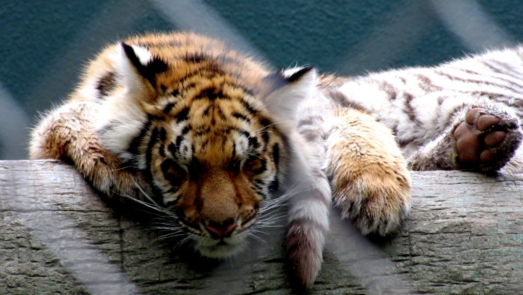 Here's a six-month old tiger cub. It's actually two cubs - the white bits are a different cub. Right now, they're sleeping on a branch, piled together. They got up and played with the fellow in the cage babysitting them for a bit, but that drew such a huge crowd that I didn't get a good shot.