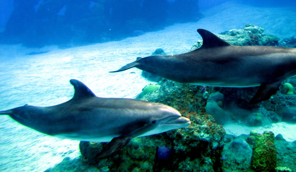 Dolphins 1