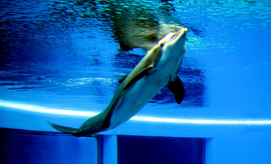 Dolphins 3