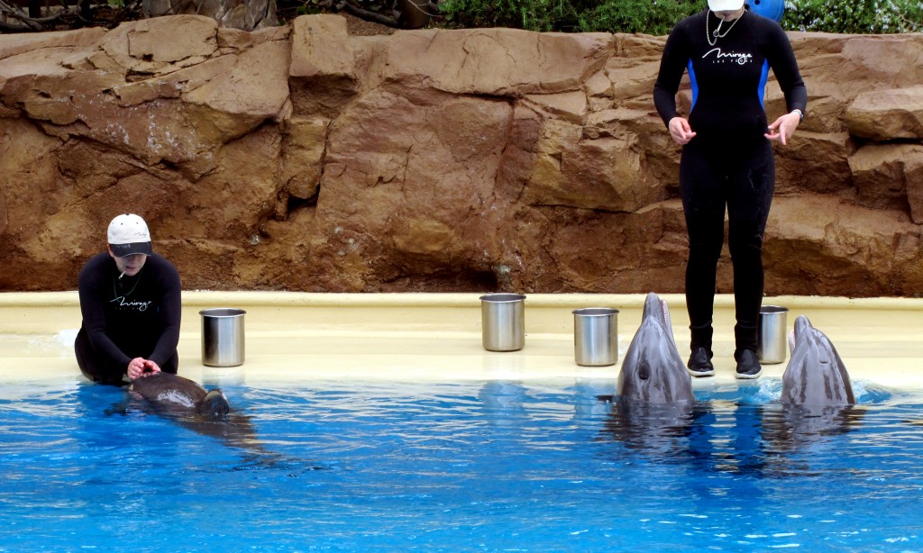 Here are the trainers, feeding the dolphins.