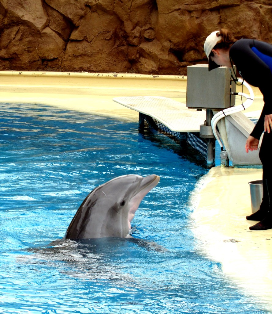 I was fascinated to watch the trainers interact with the dolphins. There was real, two-way communication between trainer and dolphin, and a lot of play and teasing. The dolphins did some tricks, but according to the trainers, it's the dolphins who pick what tricks they do. And that's really cool.