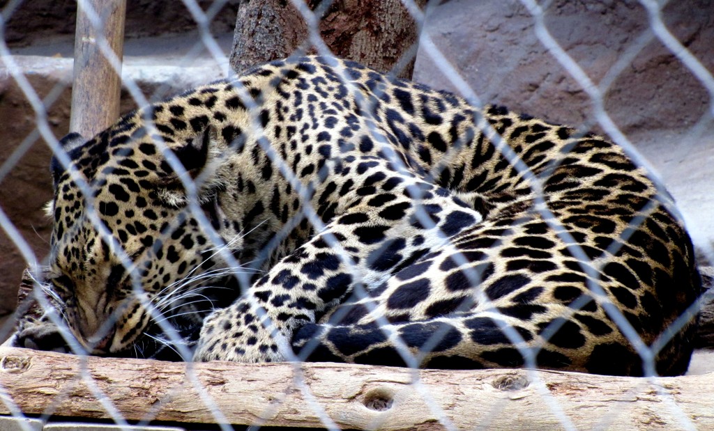 Another sleeping leopard. The one not-sleeping leopard didn't stand still long enough for me to get a decent picture.