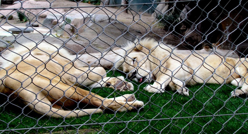 These are Pride and Quest, two white lions that used to work onstage with Siegfried and Roy. They are old - I'm not sure how old, but their plaques list them as senior citizens.