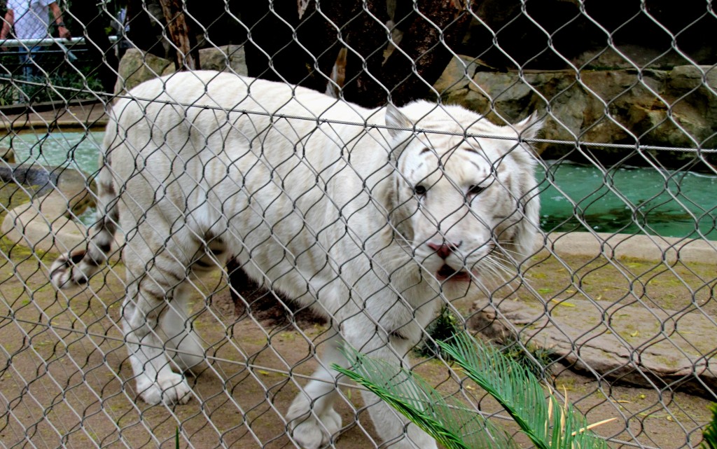 Snow White is a tiger that was doing the whole jungle-cat-pacing thing. He very nicely did a perfect turn, just like a runway model, so I got this great picture of him.